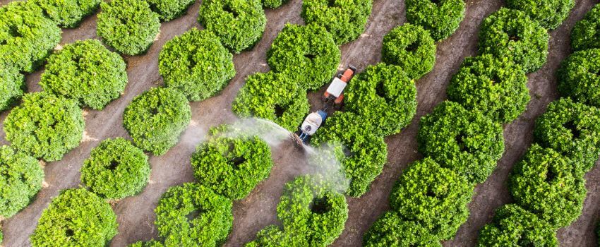 Farmer Watering Orange Orchard